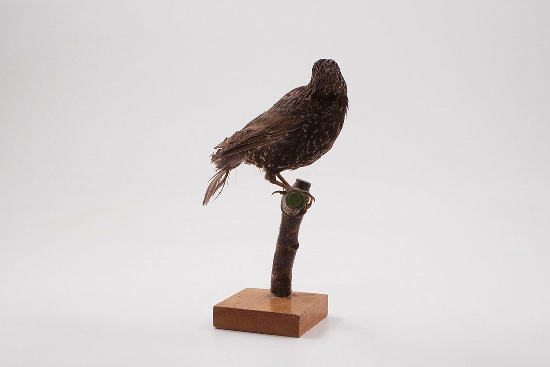 Foto Taxidermy Bird h24x10x10