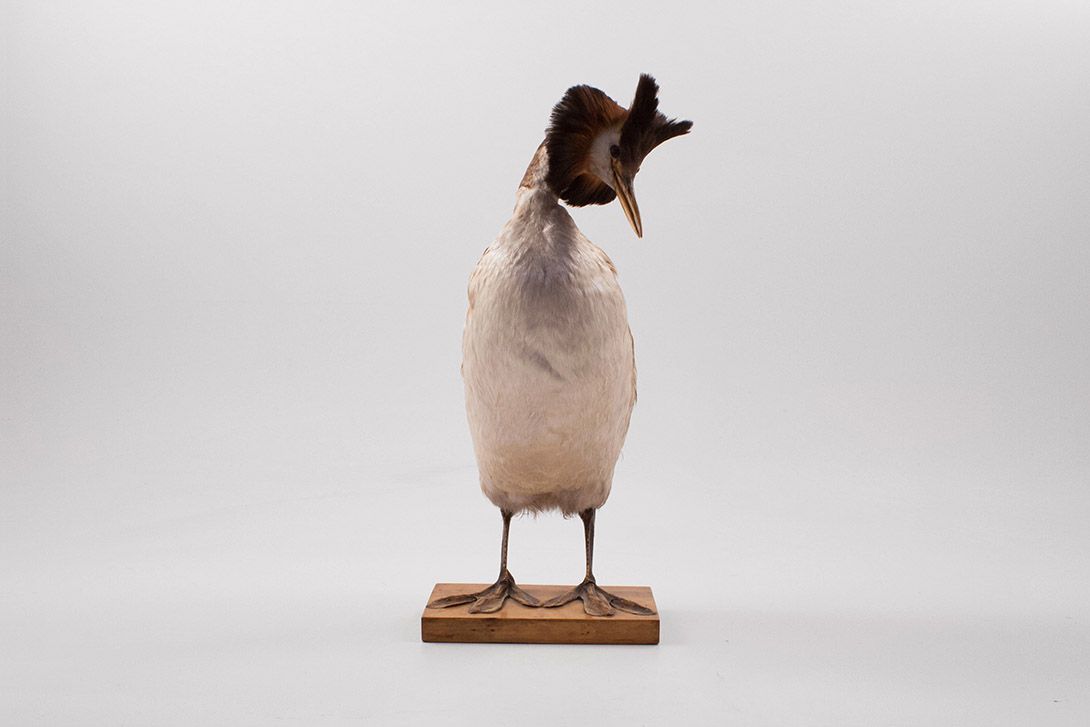 Foto Taxidermy Great Crested Grebe Bird h44