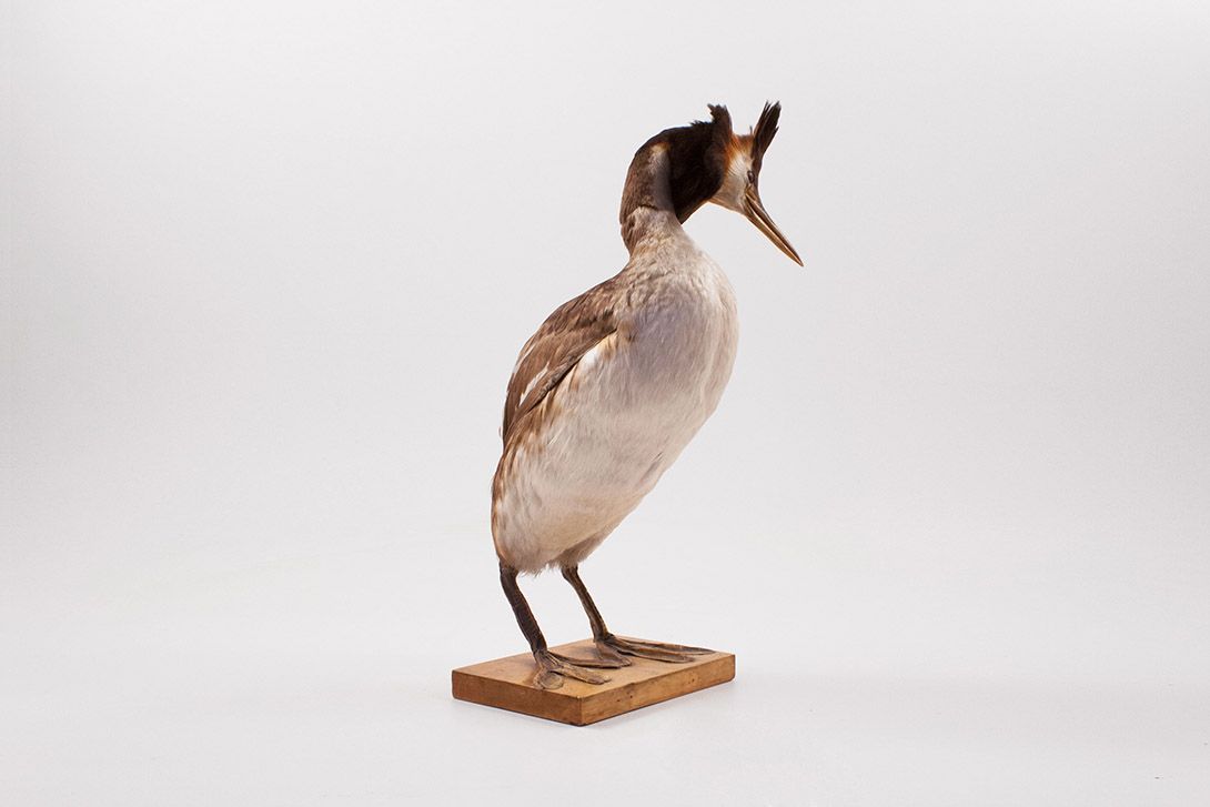 Foto Taxidermy Great Crested Grebe Bird h44
