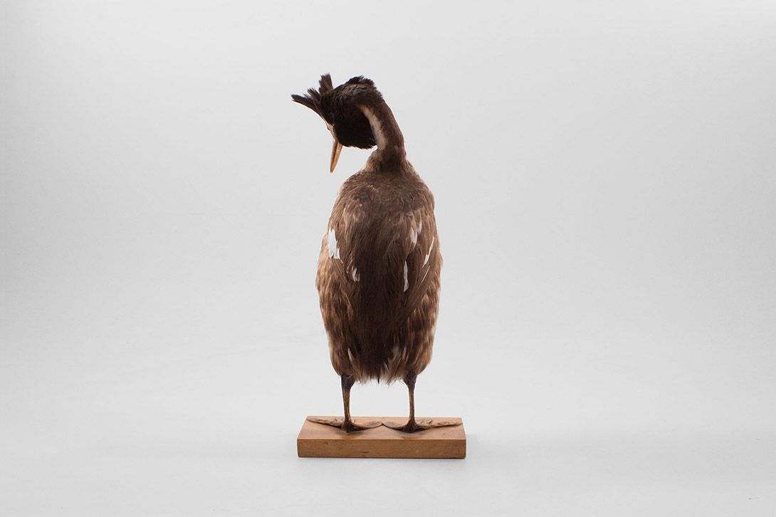 Foto Taxidermy Great Crested Grebe Bird h44