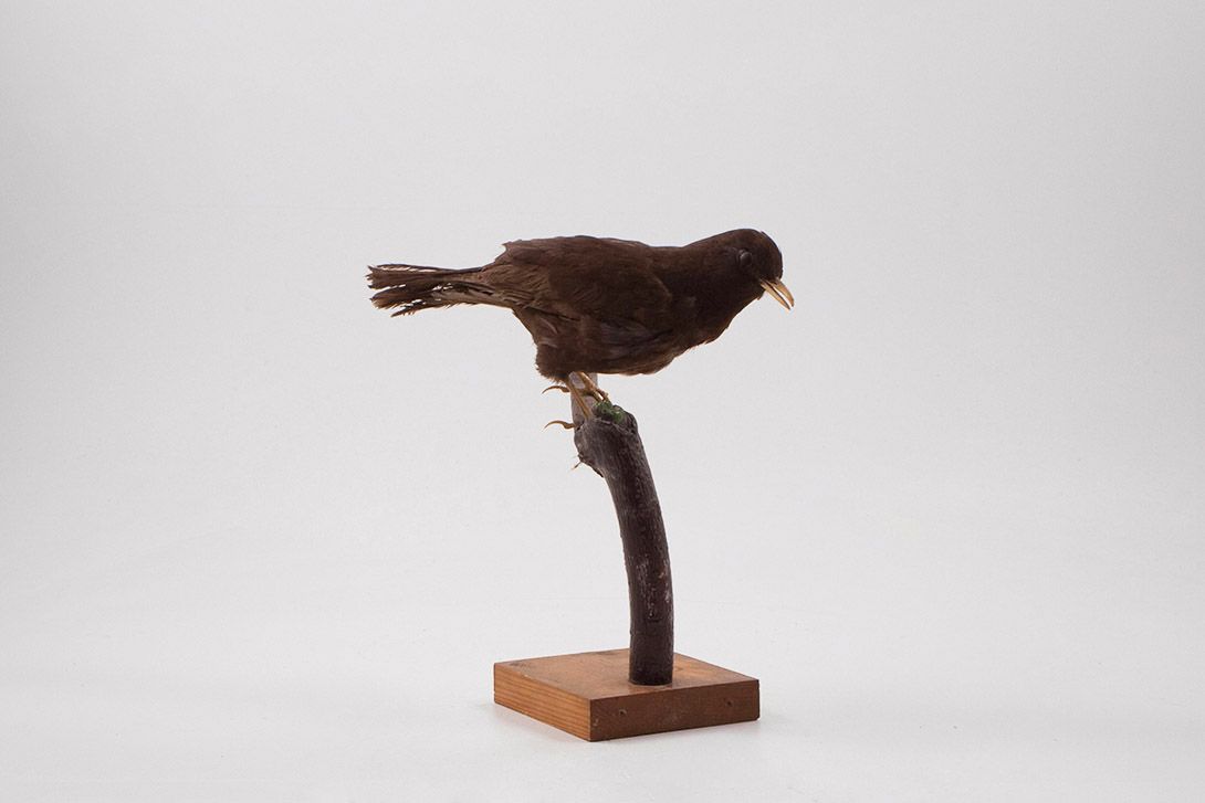 Foto Young Blackbird h27x20x12