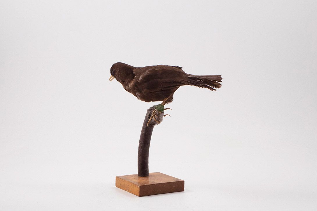 Foto Young Blackbird h27x20x12