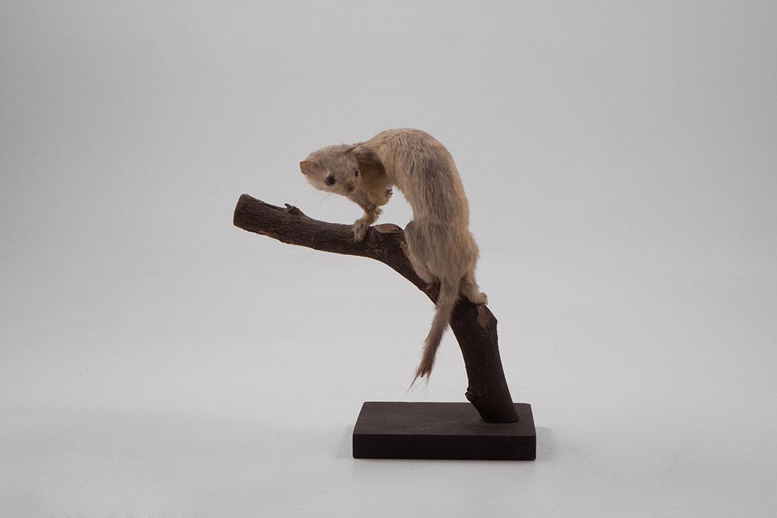 Foto Taxidermy Animal h20x24x10