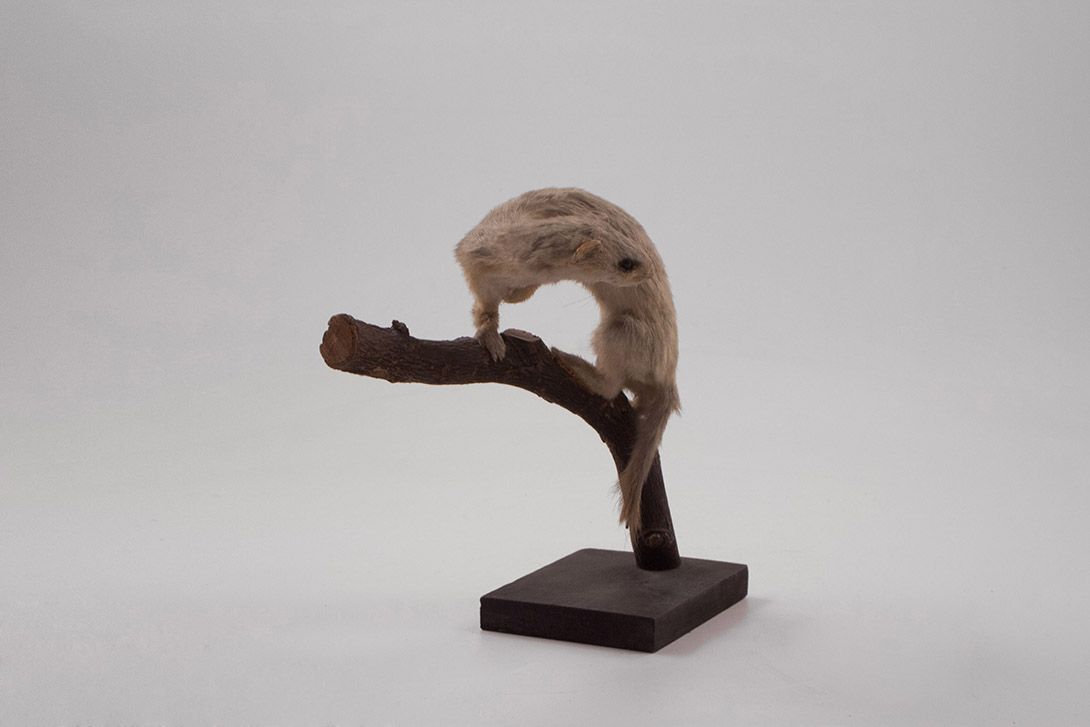 Foto Taxidermy Animal h20x24x10