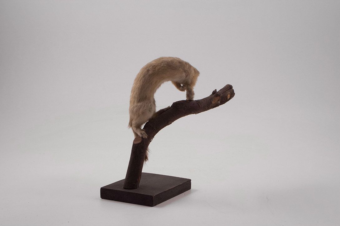 Foto Taxidermy Animal h20x24x10