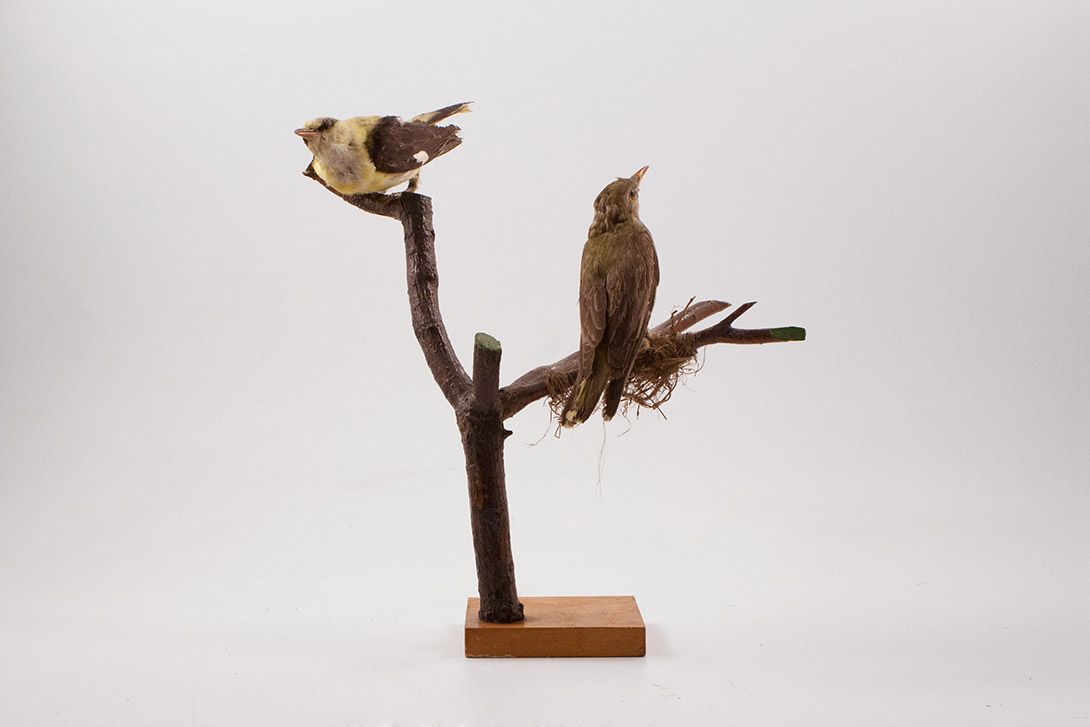 Foto Taxidermy 2 Birds on Branch h40x30x30