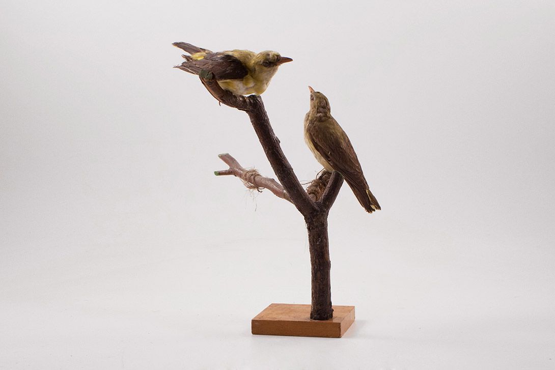 Foto Taxidermy 2 Birds on Branch h40x30x30