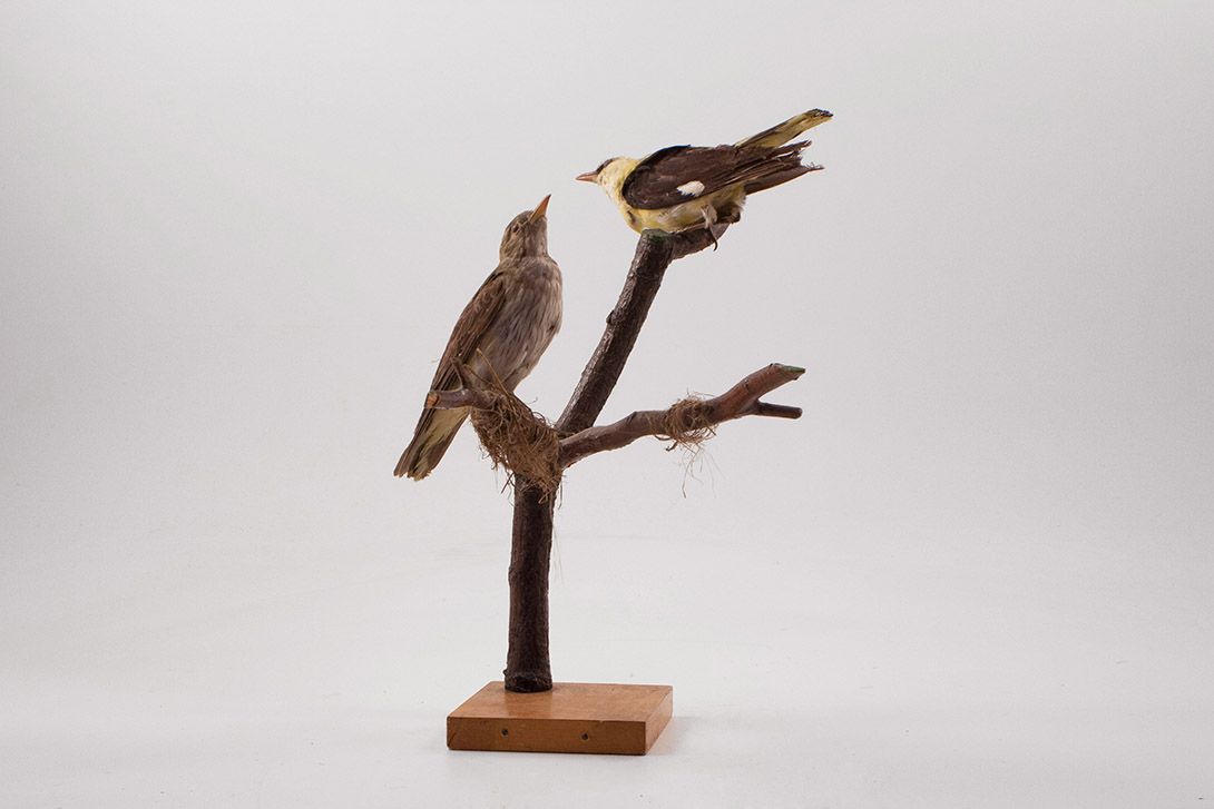 Foto Taxidermy 2 Birds on Branch h40x30x30