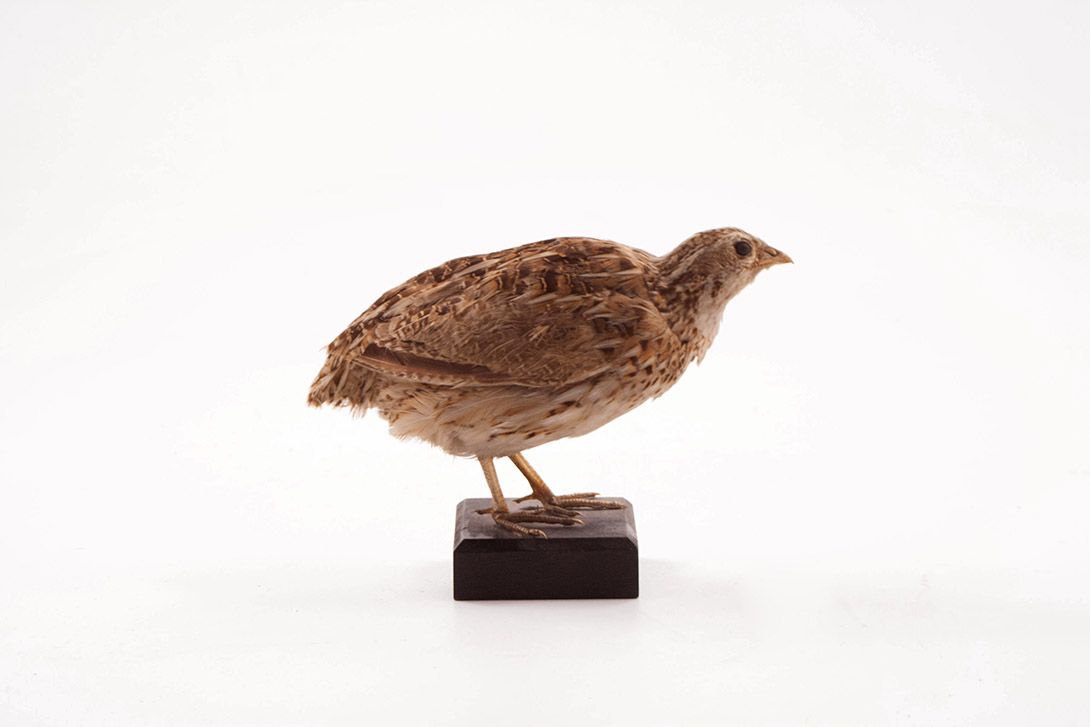 Foto Taxidermy Bird h13x16x8