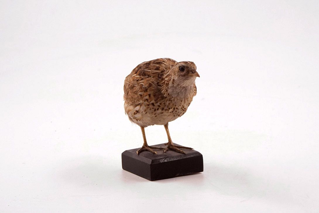 Foto Taxidermy Bird h13x16x8