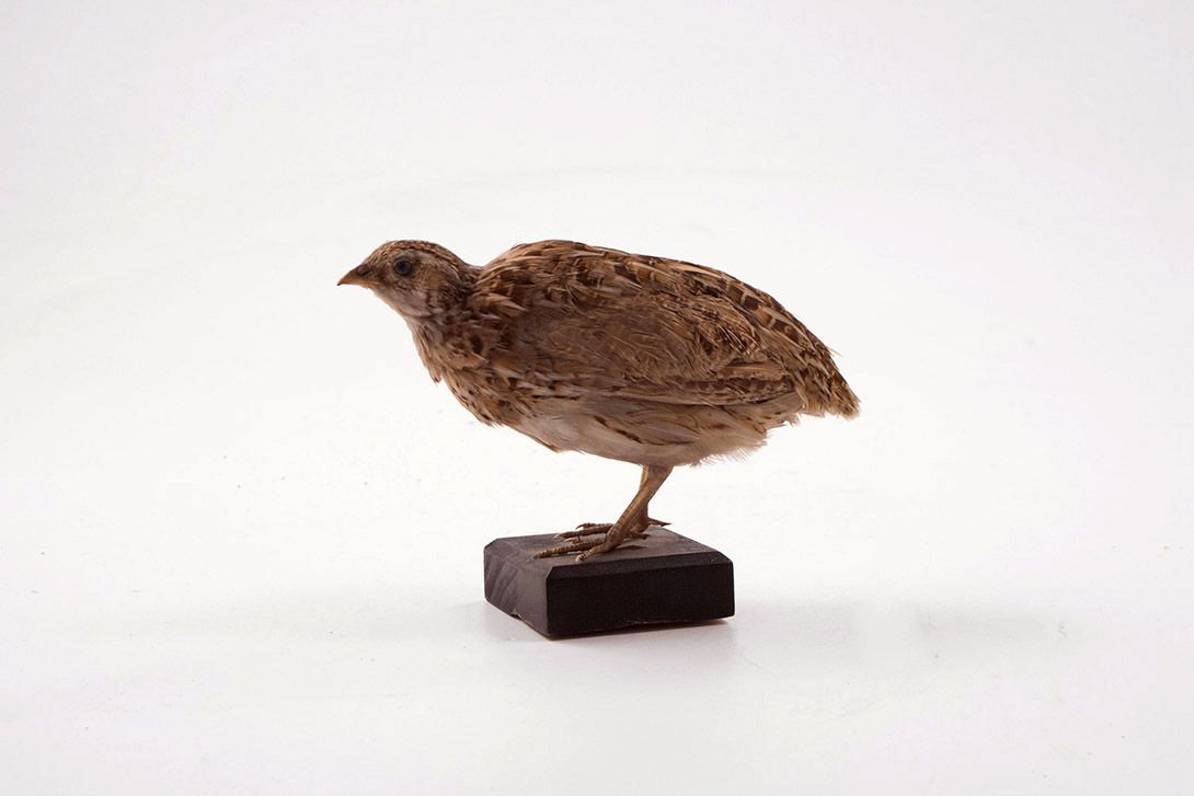 Foto Taxidermy Bird h13x16x8