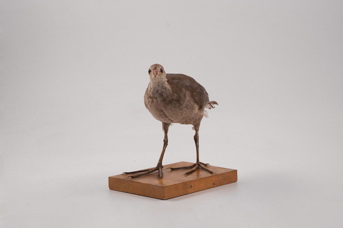 Foto Taxidermy Sandpiper Bird h20