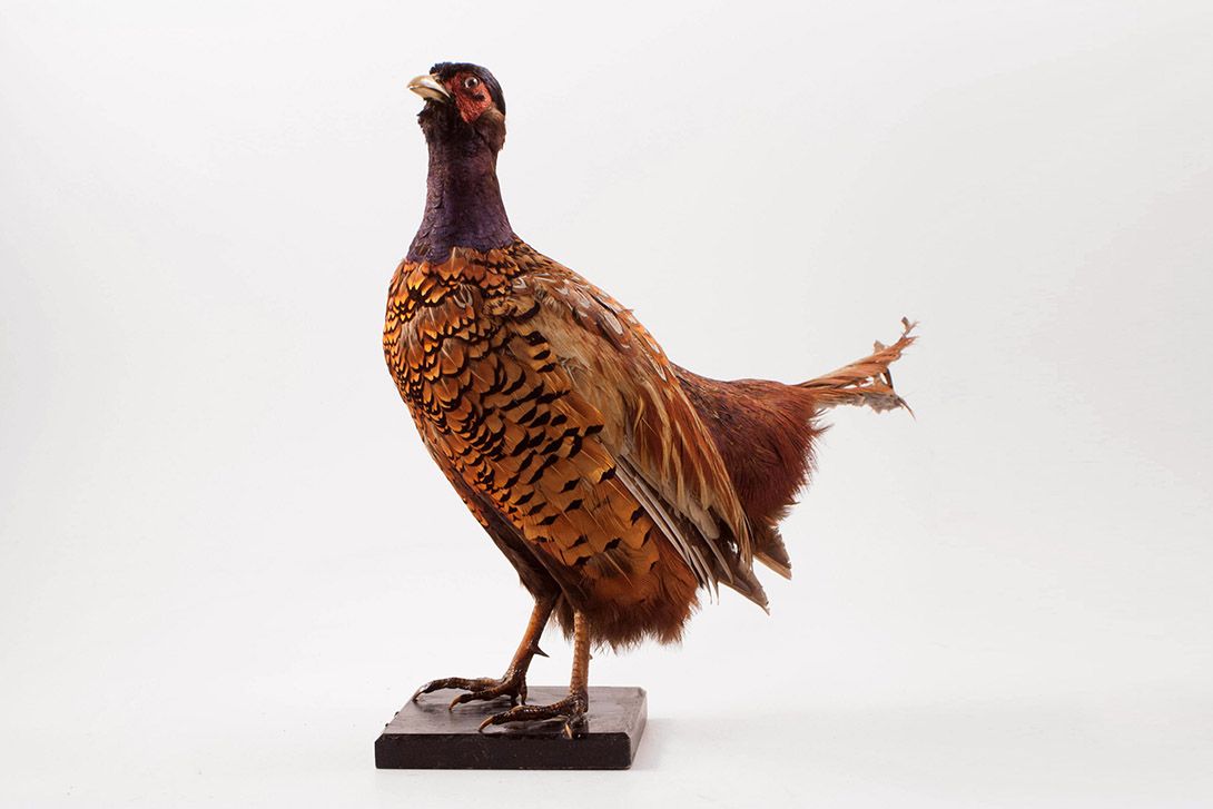 Foto Taxidermy Partridge h42x50x20
