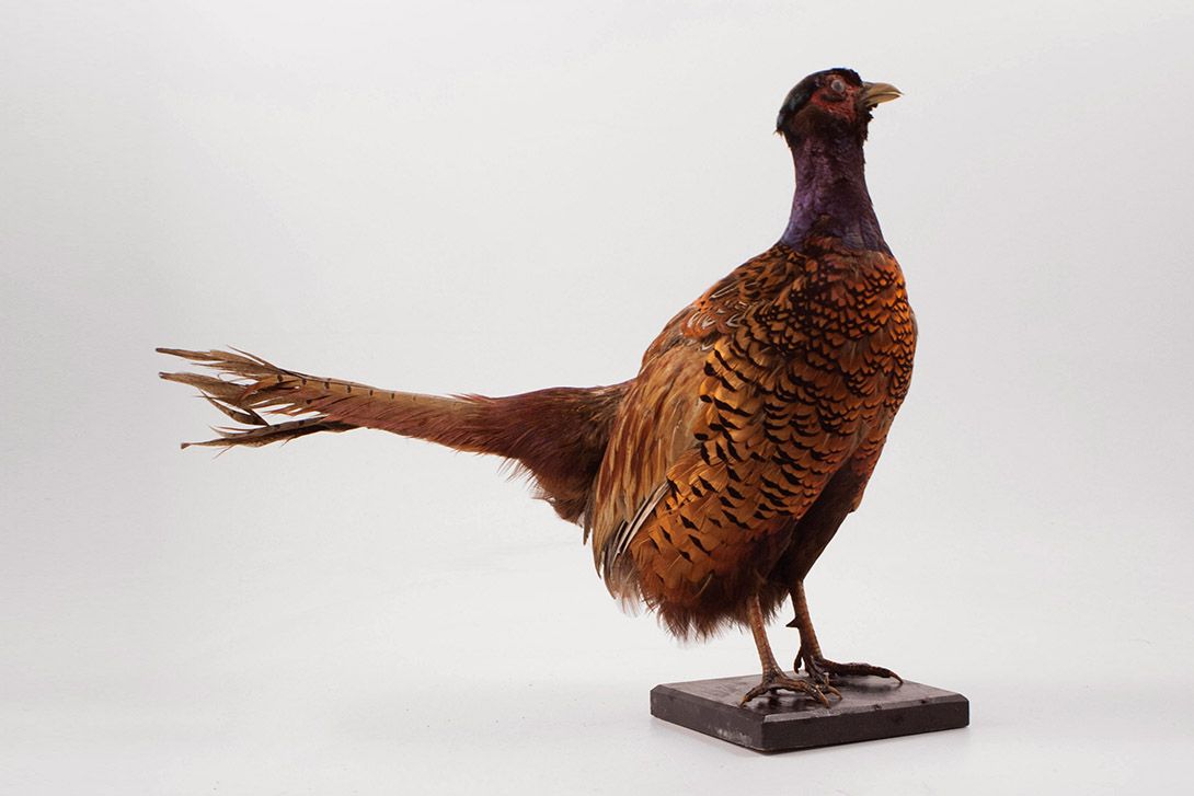 Foto Taxidermy Partridge h42x50x20