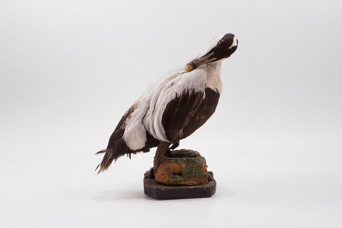 Foto Taxidermy Bird h40x40x30