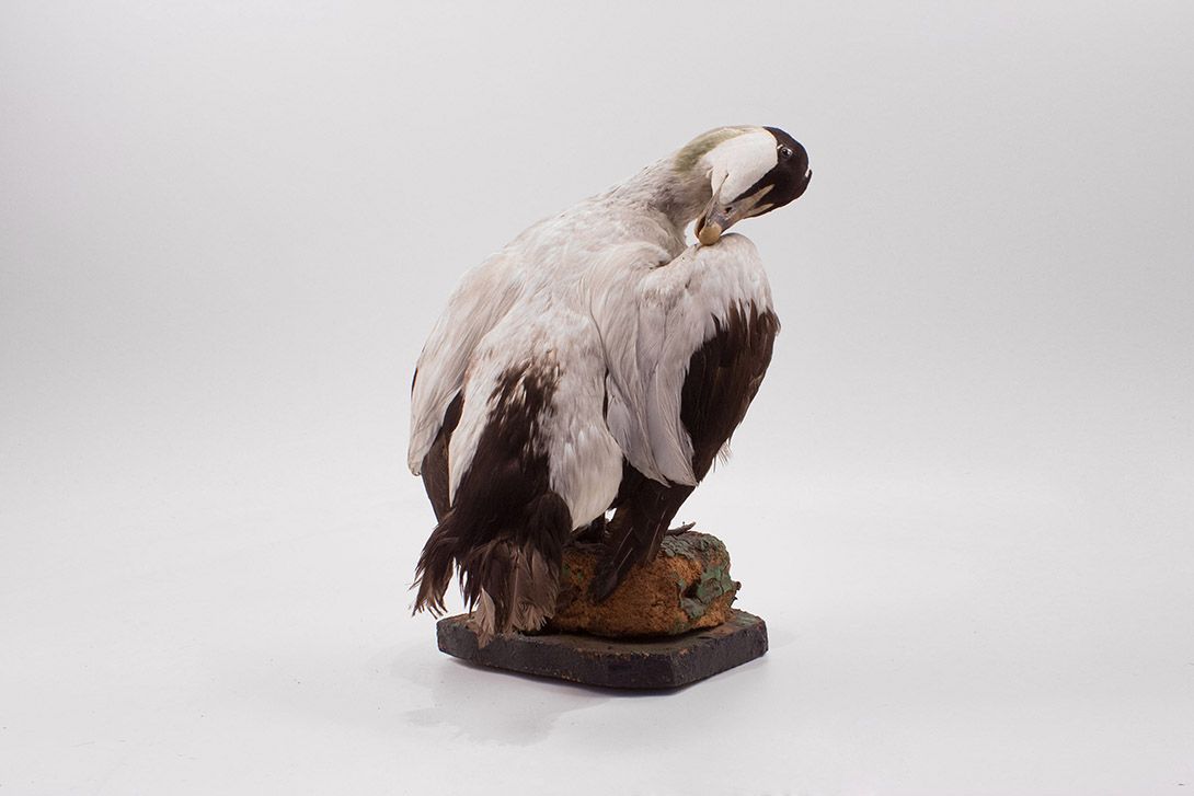 Foto Taxidermy Bird h40x40x30