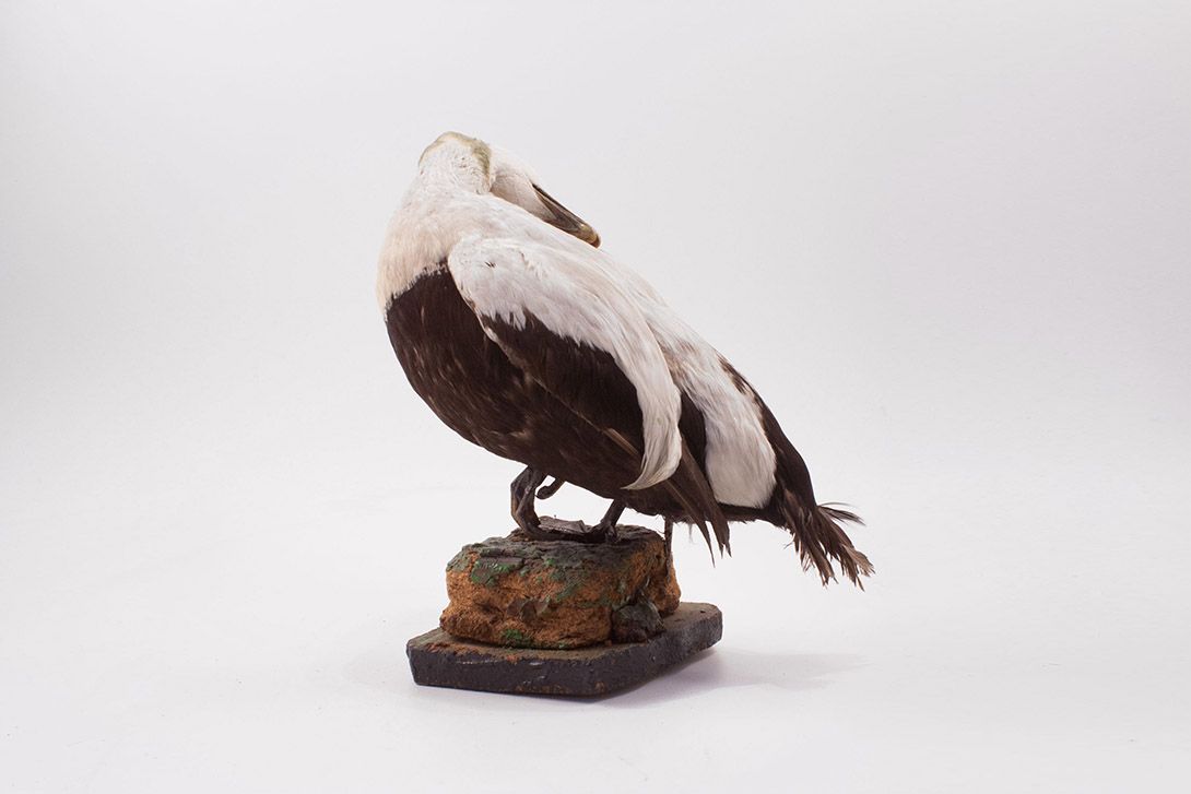 Foto Taxidermy Bird h40x40x30