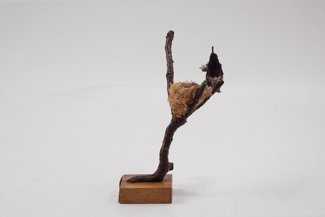 Foto Taxidermy Hummingbird h20x15x12