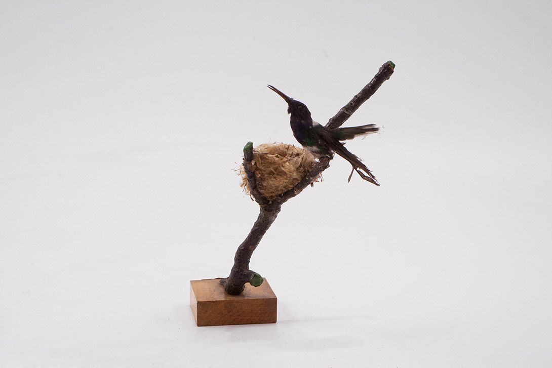 Foto Taxidermy Hummingbird h20x15x12