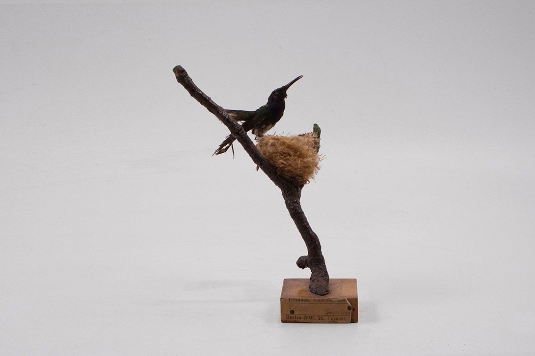 Foto Taxidermy Hummingbird h20x15x12
