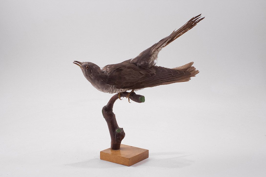 Foto Cuckoo Bird h30