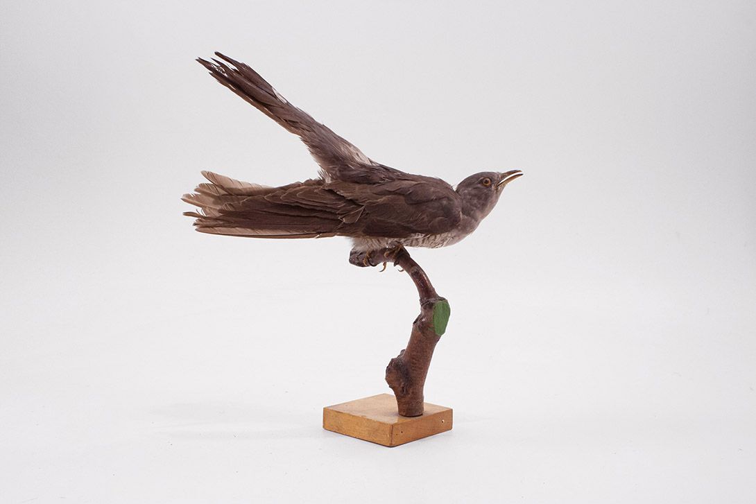 Foto Cuckoo Bird h30