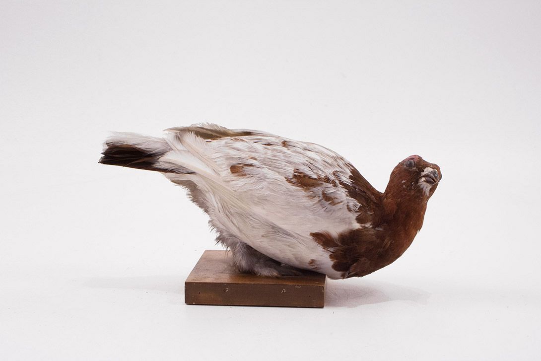 Foto Taxidermy Dove h17x30x13