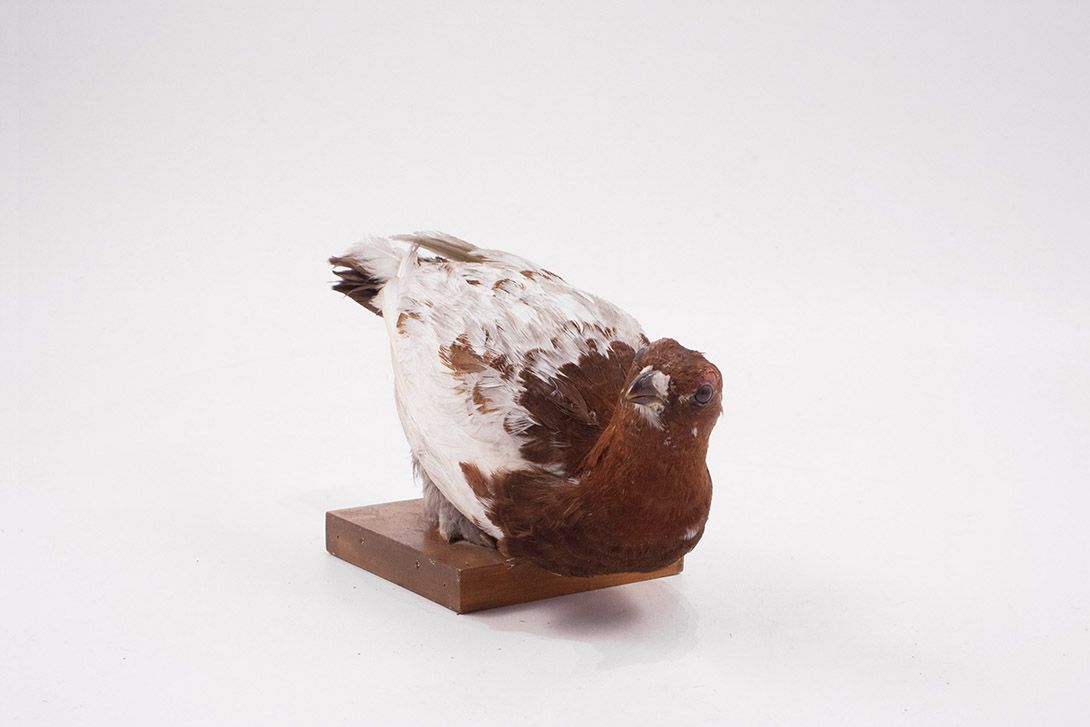 Foto Taxidermy Dove h17x30x13