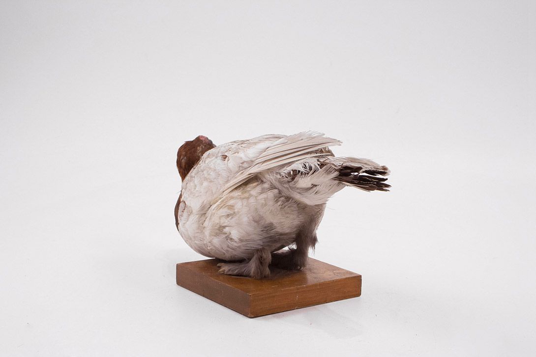 Foto Taxidermy Dove h17x30x13
