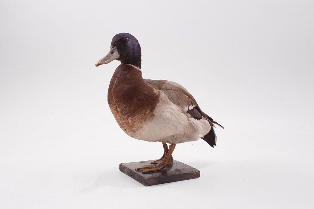 Foto Taxidermy Duck h33x40x20