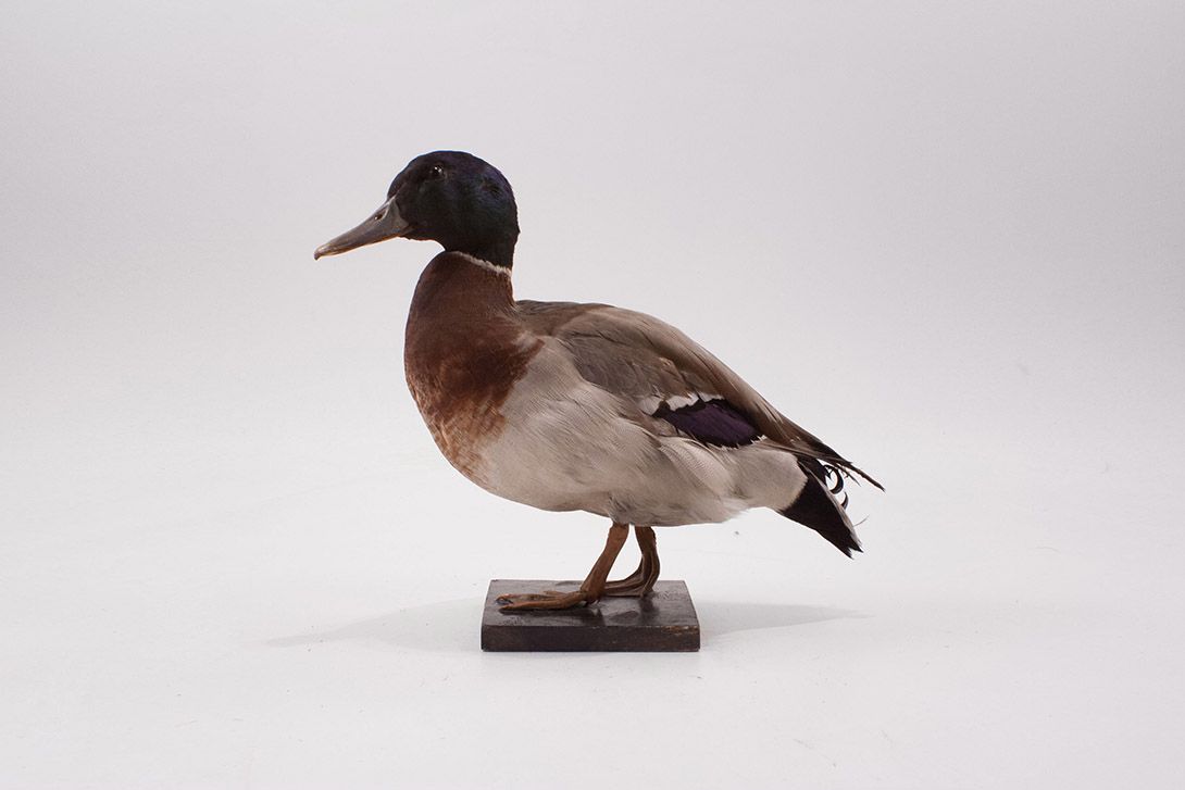 Foto Taxidermy Duck h33x40x20