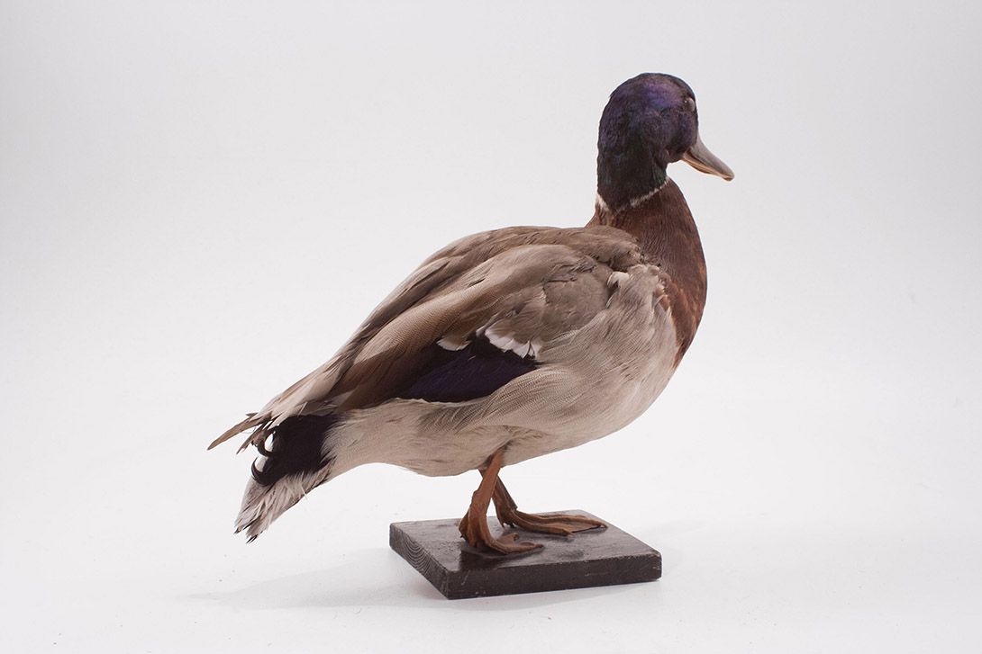 Foto Taxidermy Duck h33x40x20