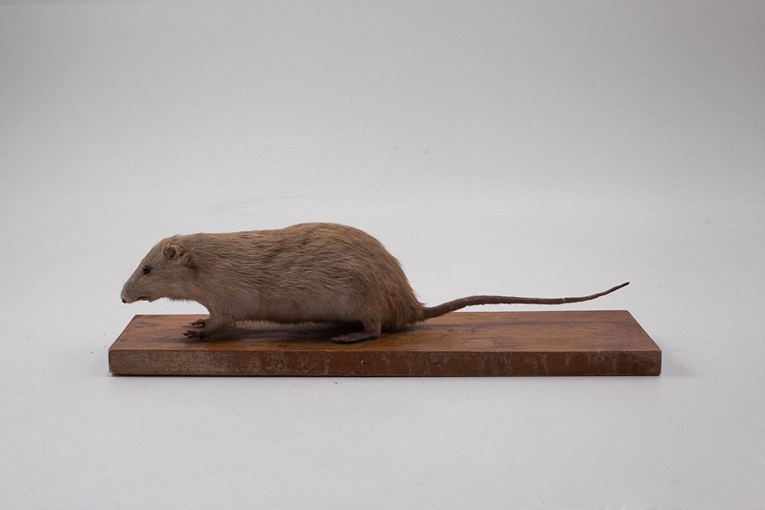 Foto Taxidermy Rat h12x42x20