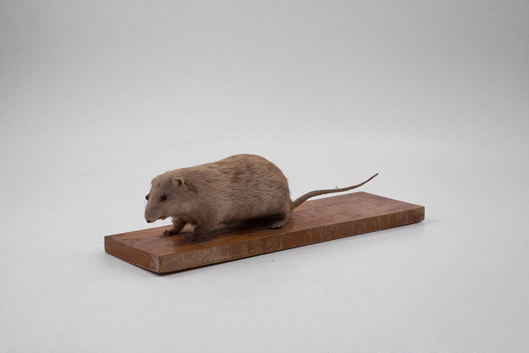 Foto Taxidermy Rat h12x42x20