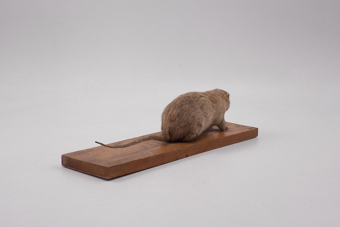 Foto Taxidermy Rat h12x42x20