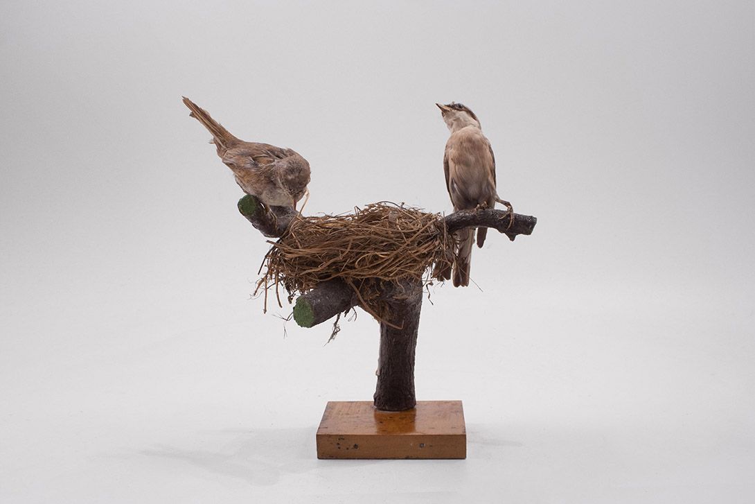 Foto Taxidermy Sparrows h30x25x20