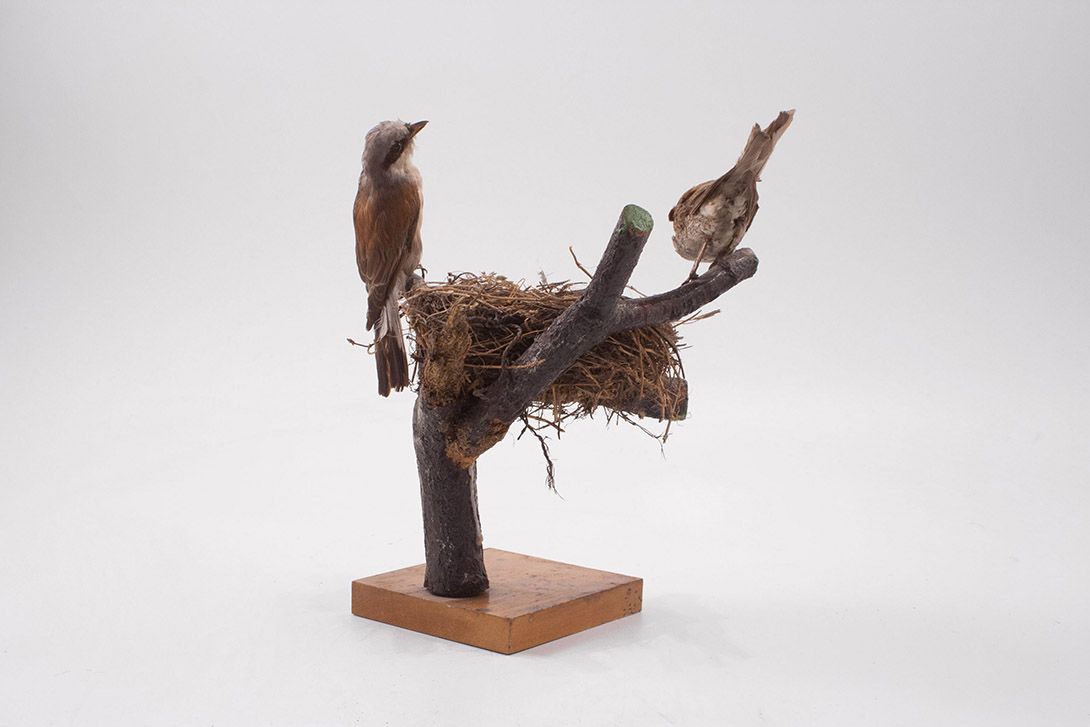 Foto Taxidermy Sparrows h30x25x20