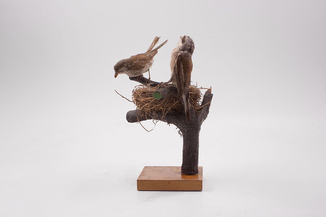 Foto Taxidermy Sparrows h30x25x20