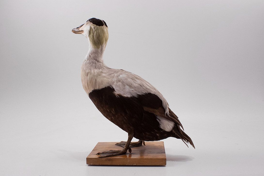 Foto Taxidermy Duck h44x40x22