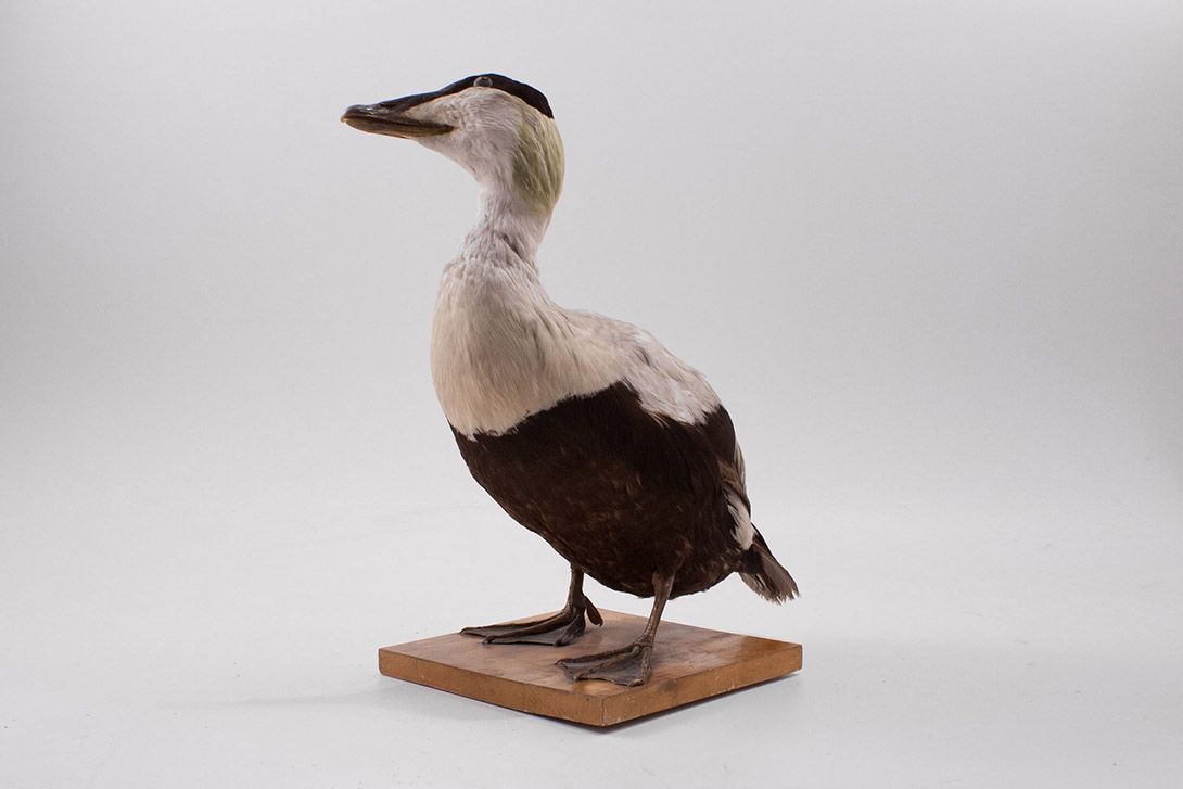Foto Taxidermy Duck h44x40x22