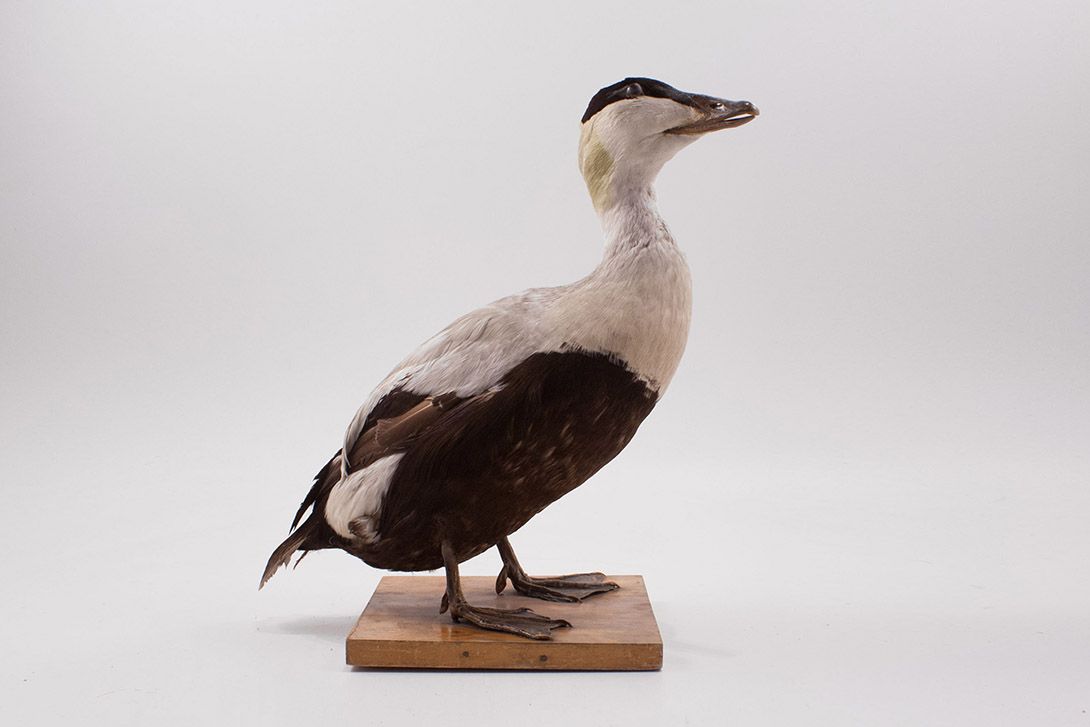 Foto Taxidermy Duck h44x40x22