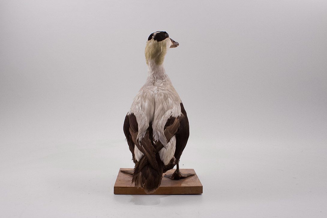 Foto Taxidermy Duck h44x40x22