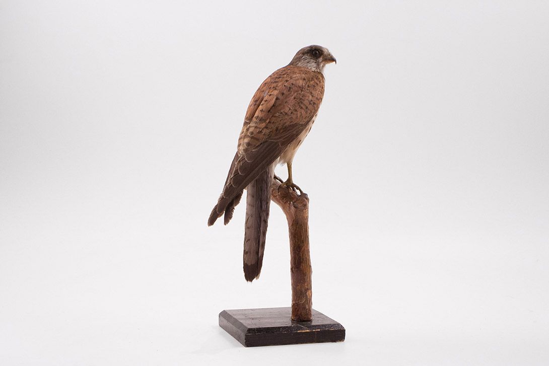 Foto Taxidermy Falcon Bird h25