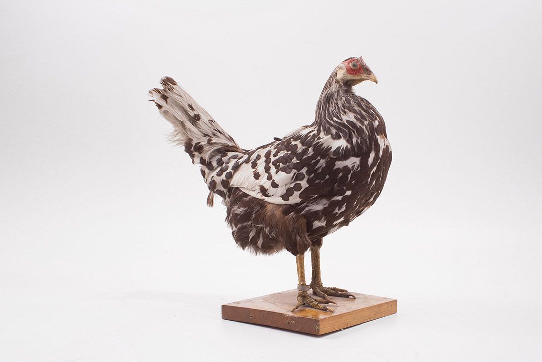 Foto Taxidermy Chicken h36x40x20