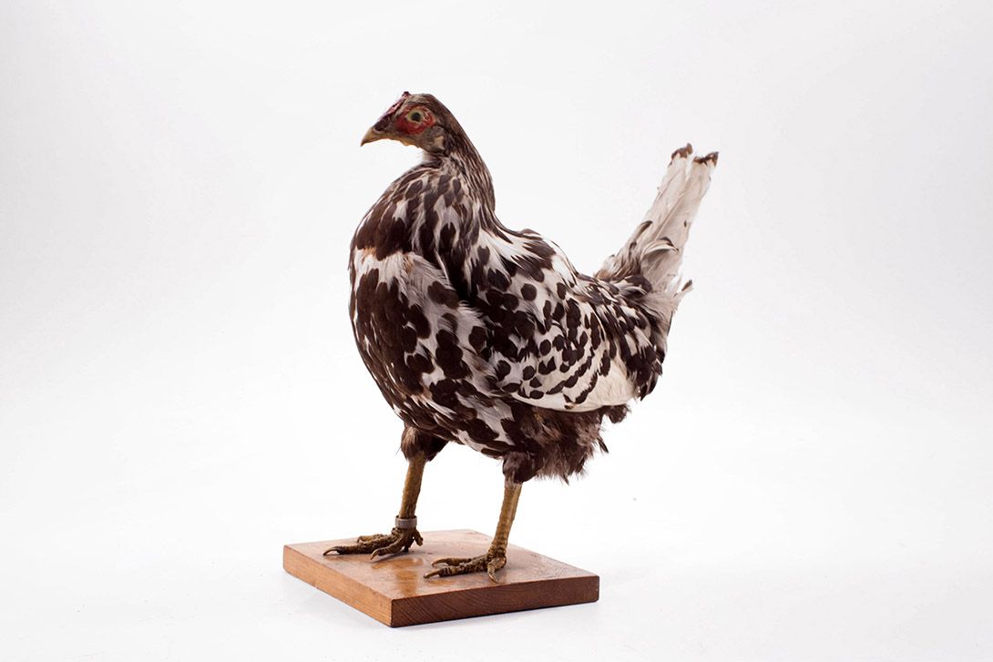 Foto Taxidermy Chicken h36x40x20