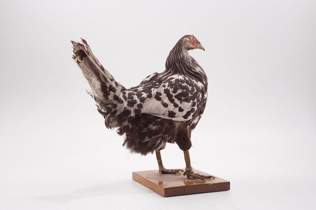 Foto Taxidermy Chicken h36x40x20