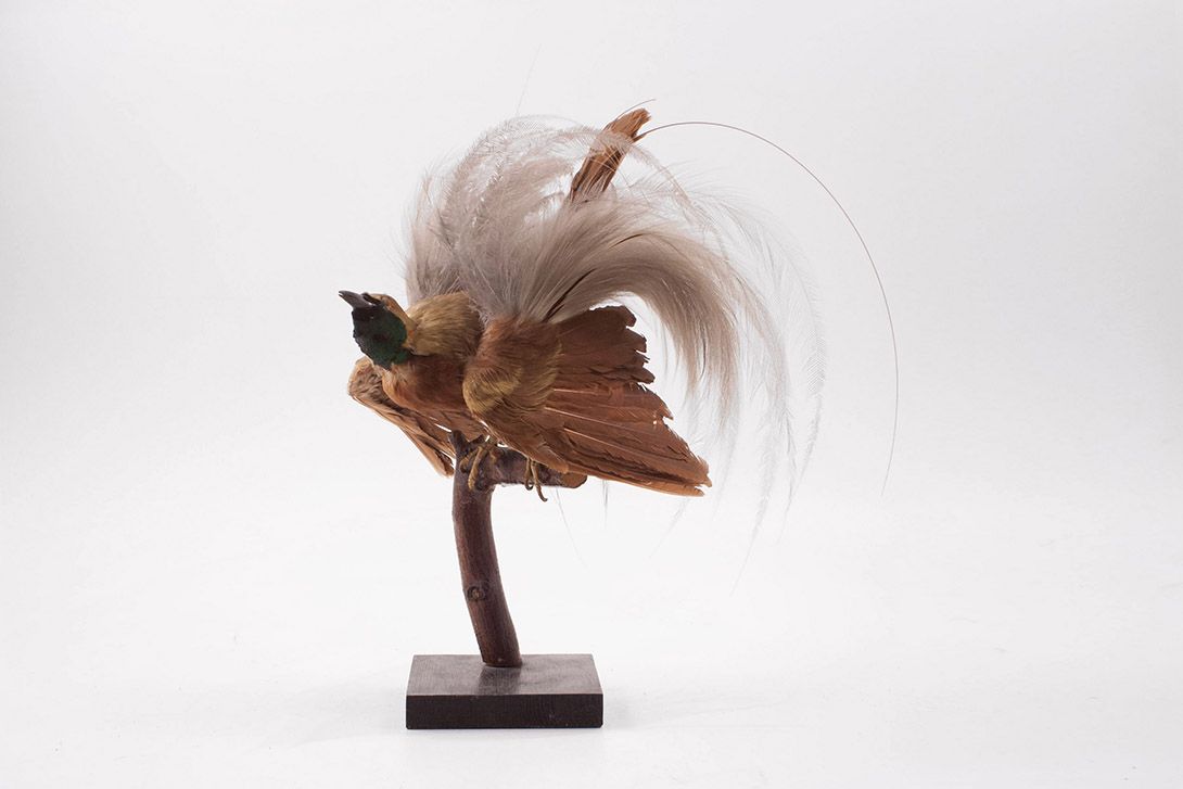 Foto Taxidermy Bird h38x30x20