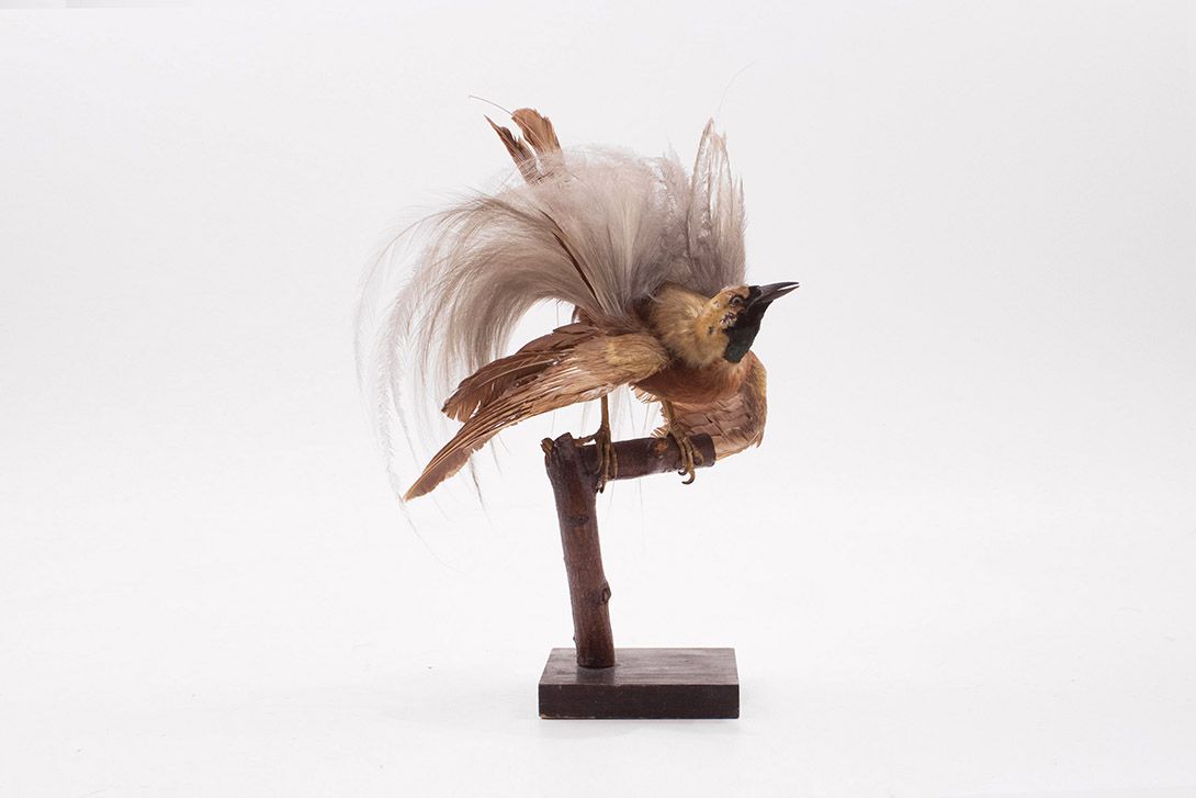 Foto Taxidermy Bird h38x30x20