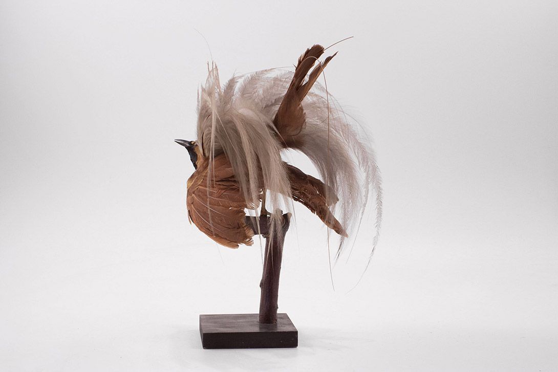 Foto Taxidermy Bird h38x30x20