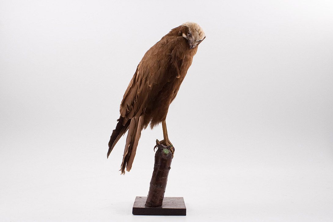 Foto Taxidermy Eagle h55x30x18